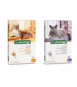 Advantage Katze - Pipetten gegen Flohbefall