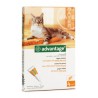 Advantage Katze - Pipetten gegen Flohbefall