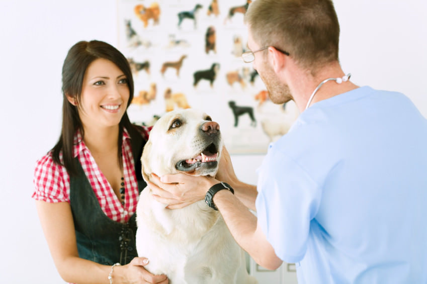 Conseil veterinaire